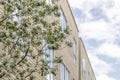 Blooming tree and blue sky reflecting in windows Royalty Free Stock Photo