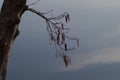 Blooming tree bowing over water in sunset light