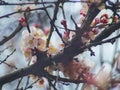 Blooming tree branch with apricot white flowers Royalty Free Stock Photo