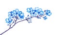 Blooming tree branch with blue flowers isolated on white background. Watercolor illustration. Royalty Free Stock Photo