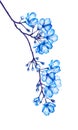 Blooming tree branch with blue flowers isolated on white background. Watercolor illustration. Royalty Free Stock Photo