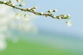 Blooming tree branch with blurred background Royalty Free Stock Photo