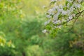 Blooming tree branch in blurred background in one spring sunny Royalty Free Stock Photo