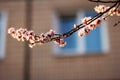 Blooming tree branch in the city