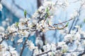 Blooming tree branch in early spring on blurred sky background, spring time wallpaper Royalty Free Stock Photo