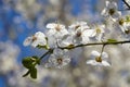 Blooming tree branch with white flowers