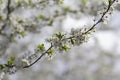 Blooming tree branches with apricot white flowers