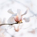 Blooming tree branches. Bloomy magnolia tree with big white flowers. Perfect magnolia flower. Royalty Free Stock Photo