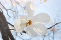 Blooming tree branches. Bloomy magnolia tree with big white flowers. Perfect magnolia flower. Royalty Free Stock Photo