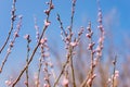 Blooming tree branches with pink flowers against blue sky. Springtime. Royalty Free Stock Photo