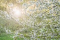 Blooming tree branches with white flowers at sunlight Royalty Free Stock Photo