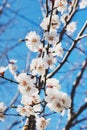 Blooming tree brunches on the background of blue sky. Royalty Free Stock Photo