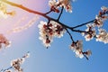 Blooming tree brunches on the background of blue sky. Royalty Free Stock Photo