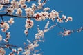 Blooming tree brunches on the background of blue sky. Royalty Free Stock Photo