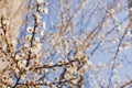 Blooming tree brunches on the background of blue sky. Royalty Free Stock Photo