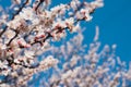 Blooming tree brunches on the background of blue sky. Royalty Free Stock Photo