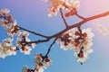 Blooming tree brunches on the background of blue sky. Royalty Free Stock Photo