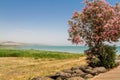 The Blooming tree on Coast of the Sea of Galilee, Israel
