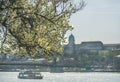 Blooming tree at Danube Pest embankment, Buda castle at background Royalty Free Stock Photo