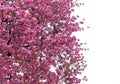 Blooming Japanese cherry tree or sakura in the spring. Royalty Free Stock Photo