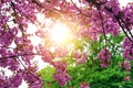 Blooming Japanese cherry tree or sakura in the spring. Royalty Free Stock Photo