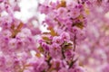 Blooming Japanese cherry tree or sakura in the spring. Royalty Free Stock Photo