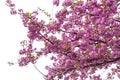 Blooming Japanese cherry tree or sakura in the spring. Royalty Free Stock Photo