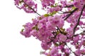 Blooming Japanese cherry tree or sakura in the spring. Royalty Free Stock Photo