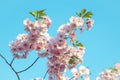 Blooming tree flowers against sunny blue sky background. Cherry tree in full bloom. Blossoming lush branches with pink flowers Royalty Free Stock Photo