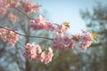 Blooming tree flowers against sunny blue sky background. Cherry tree in full bloom. Blossoming lush branches with pink flowers Royalty Free Stock Photo