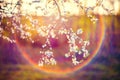 Blooming tree flowers and lens flare Royalty Free Stock Photo