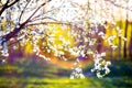 Blooming tree flowers and lens flare Royalty Free Stock Photo