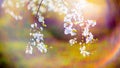 Blooming tree flowers and lens flare Royalty Free Stock Photo