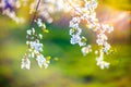 Blooming tree flowers and lens flare Royalty Free Stock Photo
