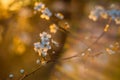 Blooming tree flowers in white, spring season Royalty Free Stock Photo