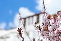 Blooming tree in front of blurred Potala palace wall in Lhasa, Tibet