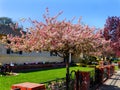 Blooming tree in front yard