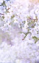 Blooming tree natural background postcard gentle pastel colors.Very soft focus, blurred floral background. Royalty Free Stock Photo