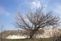Blooming tree near limestone quarry. Royalty Free Stock Photo