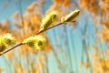 Blooming tree near the river cane. Buds on a spring tree branch near the water. Blossoming branch of a willow on a background of Royalty Free Stock Photo