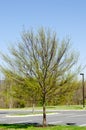 Blooming tree with new green leaves Royalty Free Stock Photo