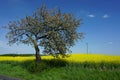 Blooming tree next to rapeseed field, spring landscape Royalty Free Stock Photo