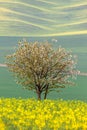 Blooming Tree over yellow and green fields - abstract spring Royalty Free Stock Photo
