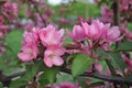 Blooming apple tree