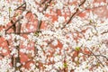 Blooming tree on pink background. Cherry tree in full bloom. Blossoming lush branches with white flowers. Spring nature Royalty Free Stock Photo