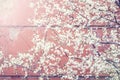 Blooming tree on pink background. Cherry tree in full bloom. Blossoming lush branches with white flowers. Spring nature Royalty Free Stock Photo