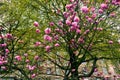 Blooming tree with pink flowers in spring, London, United Kingdom