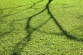 blooming tree shadow on the short green grass under morning sunlight., nature background. Royalty Free Stock Photo