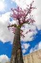 Blooming tree with small pink flowers with blue sky and clouds in the background in spring. Prunus okame. Royalty Free Stock Photo