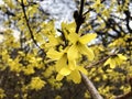 Blooming tree with small yellow flowers in spring. Royalty Free Stock Photo